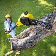 Reliable California, PA Tree Removal and Landscaping Services Solutions